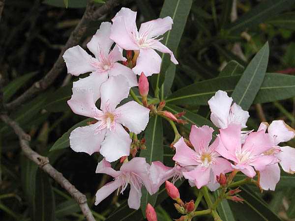 樹と花 メロウ植物園・画像集