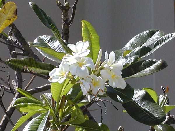 樹と花 メロウ植物園・画像集